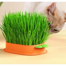 Lightweight Easy To Use Large-capacity Chassis Household Cat Plant Pot Home Use Cat Grass Box Wheatgrass Planter Tray